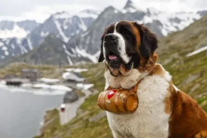 Barry the St. Bernard